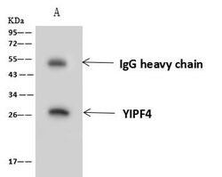 Invitrogen YIPF4 Polyclonal Antibody 100 μL; Unconjugated:Antibodies,