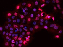 Invitrogen SARNP Polyclonal Antibody 100 &mu;L; Unconjugated:Antibodies,
