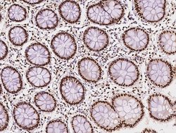 Invitrogen SARNP Polyclonal Antibody 100 &mu;L; Unconjugated:Antibodies,