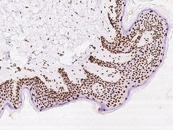Invitrogen SARNP Polyclonal Antibody 100 &mu;L; Unconjugated:Antibodies,