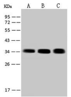 Invitrogen SARNP Polyclonal Antibody 100 &mu;L; Unconjugated:Antibodies,