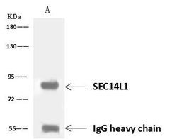 Invitrogen SEC14L1 Polyclonal Antibody 100 μL; Unconjugated:Antibodies,