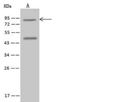 Invitrogen SEC14L1 Polyclonal Antibody 100 μL; Unconjugated:Antibodies,