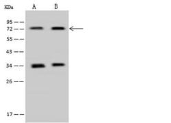 Invitrogen PAPSS1 Polyclonal Antibody 100 &mu;L; Unconjugated:Antibodies,