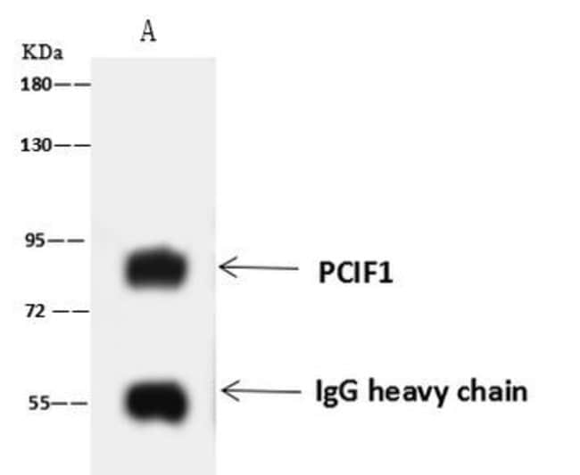 PCIF1 Polyclonal Antibody, Invitrogen 100 μL; Unconjugated:Antibodies ...