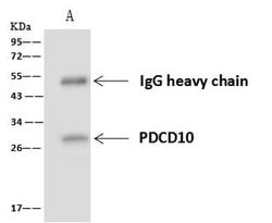 Invitrogen PDCD10 Polyclonal Antibody 100 &mu;L; Unconjugated:Antibodies,