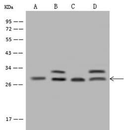 Invitrogen PDCD10 Polyclonal Antibody 100 &mu;L; Unconjugated:Antibodies,
