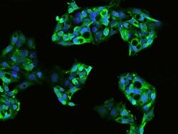 Invitrogen PEG10 Polyclonal Antibody 100 μL; Unconjugated:Antibodies,