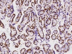 Invitrogen PEG10 Polyclonal Antibody 100 μL; Unconjugated:Antibodies,