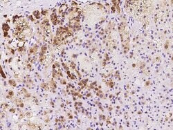 Invitrogen PEG10 Polyclonal Antibody 100 μL; Unconjugated:Antibodies,