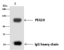 Invitrogen PEG10 Polyclonal Antibody 100 μL; Unconjugated:Antibodies,
