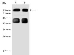 Invitrogen PEG10 Polyclonal Antibody 100 μL; Unconjugated:Antibodies,