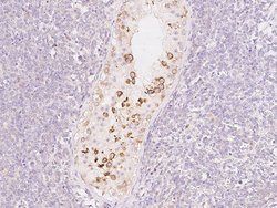 Invitrogen PDXDC1 Polyclonal Antibody 100 &mu;L; Unconjugated:Antibodies,