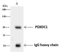 Invitrogen PDXDC1 Polyclonal Antibody 100 &mu;L; Unconjugated:Antibodies,