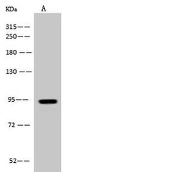 Invitrogen PDXDC1 Polyclonal Antibody 100 &mu;L; Unconjugated:Antibodies,