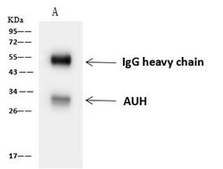 Invitrogen AUH Polyclonal Antibody 100 &mu;L; Unconjugated:Antikörper