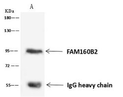 Invitrogen RAI16 Polyclonal Antibody 100 &mu;L; Unconjugated:Antibodies,