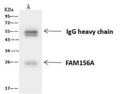 Invitrogen FA156 Polyclonal Antibody 100 μL; Unconjugated:Antibodies,