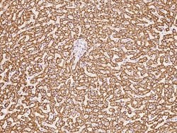 Invitrogen HSDL2 Polyclonal Antibody 100 μL; Unconjugated:Antibodies,