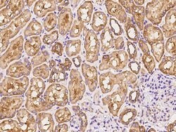 Invitrogen FARSA Polyclonal Antibody 100 &mu;L; Unconjugated:Antibodies,
