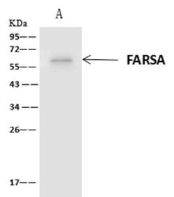 Invitrogen FARSA Polyclonal Antibody 100 &mu;L; Unconjugated:Antibodies,