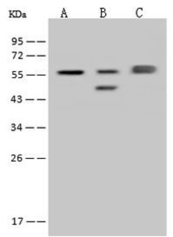 Invitrogen FARSA Polyclonal Antibody 100 &mu;L; Unconjugated:Antibodies,