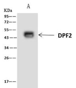 Invitrogen DPF2 Polyclonal Antibody 100 &mu;L | Buy Online | Invitrogen&trade; | Fisher Scientific