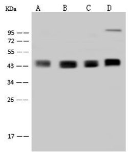 Invitrogen DPF2 Polyclonal Antibody 100 &mu;L | Buy Online | Invitrogen&trade; | Fisher Scientific