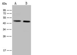 Invitrogen MAP1 Polyclonal Antibody 100 &mu;L; Unconjugated:Antibodies,