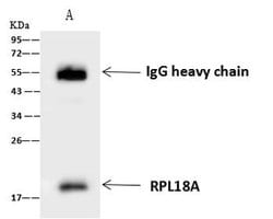 Invitrogen RPL18A Polyclonal Antibody 100 &mu;L; Unconjugated:Antibodies,