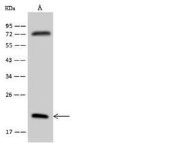 Invitrogen RPL18A Polyclonal Antibody 100 &mu;L; Unconjugated:Antibodies,