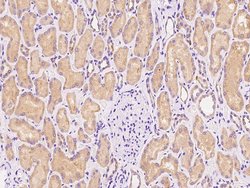 Invitrogen USE1 Polyclonal Antibody 100 &mu;L; Unconjugated:Antibodies,