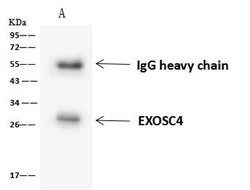EXOSC4 Polyclonal Antibody, Invitrogen 100 &mu;L; Unconjugated:Antibodies,