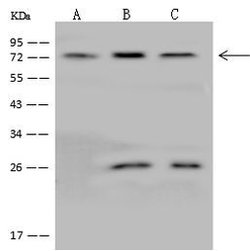 Invitrogen GLRB Polyclonal Antibody 100 μL; Unconjugated:Antibodies,