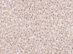 Invitrogen WDR4 Polyclonal Antibody 100 &mu;L; Unconjugated:Antibodies,