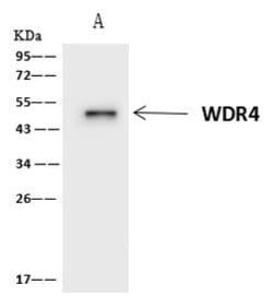 Invitrogen WDR4 Polyclonal Antibody 100 &mu;L; Unconjugated:Antibodies,