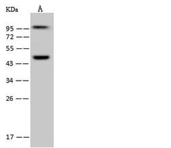 Invitrogen WDR4 Polyclonal Antibody 100 &mu;L; Unconjugated:Antibodies,