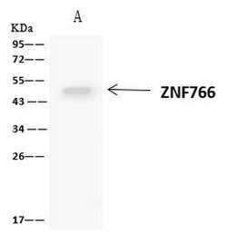 Invitrogen ZNF766 Polyclonal Antibody 100 μL; Unconjugated:Antibodies,
