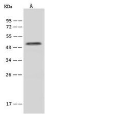 Invitrogen ZNF766 Polyclonal Antibody 100 μL; Unconjugated:Antibodies,