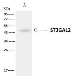 Invitrogen ST3GAL2 Polyclonal Antibody 100 μL; Unconjugated:Antibodies,