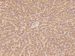 Invitrogen NDUFA13 Polyclonal Antibody 100 μL; Unconjugated:Antibodies,