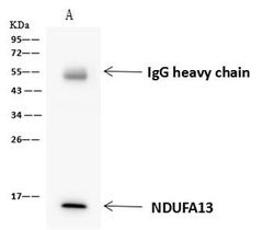 Invitrogen NDUFA13 Polyclonal Antibody 100 μL; Unconjugated:Antibodies,