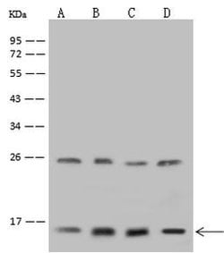 Invitrogen NDUFA13 Polyclonal Antibody 100 μL; Unconjugated:Antibodies,