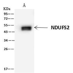 NDUFS2 Polyclonal Antibody, Invitrogen 100 &mu;L; Unconjugated:Antibodies,