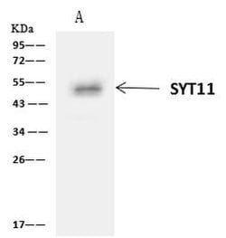 Invitrogen SYT11 Polyclonal Antibody 100 μL; Unconjugated:Antibodies,