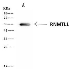 Invitrogen RNMTL1 Polyclonal Antibody 100 &mu;L; Unconjugated:Antibodies,