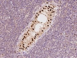 Invitrogen TCEAL3 Polyclonal Antibody 100 &mu;L; Unconjugated:Antibodies,