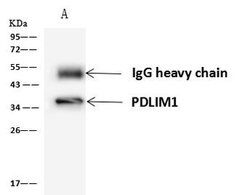 Invitrogen PDLIM1 Polyclonal Antibody 100 μL; Unconjugated:Antibodies,