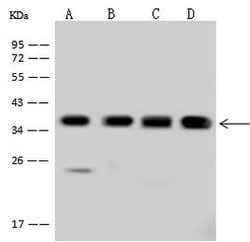 Invitrogen PDLIM1 Polyclonal Antibody 100 μL; Unconjugated:Antibodies,