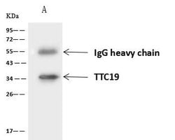 TTC19 Polyclonal Antibody:Antibodies, Polyclonal
